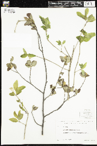 Lonicera canadensis image