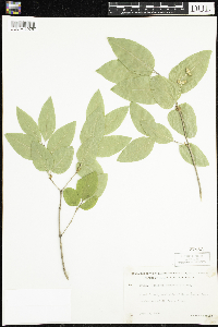 Lonicera canadensis image