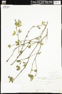 Lonicera canadensis image