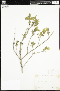 Lonicera canadensis image