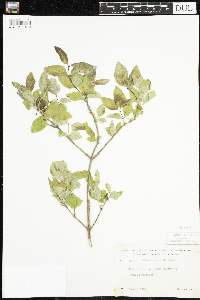Lonicera canadensis image