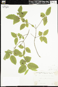 Lonicera canadensis image