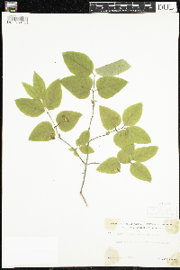 Lonicera canadensis image