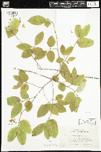 Lonicera canadensis image