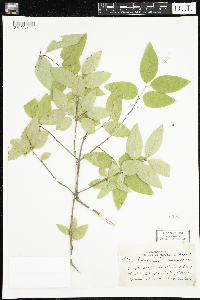 Lonicera canadensis image