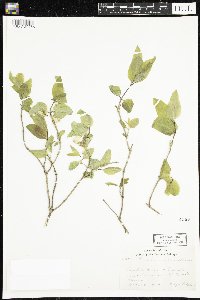 Lonicera canadensis image