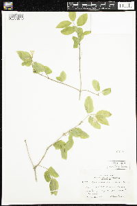 Lonicera canadensis image