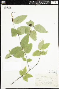 Lonicera canadensis image