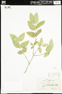 Lonicera canadensis image