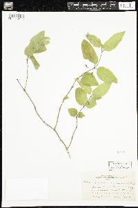 Lonicera canadensis image