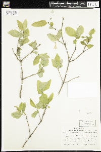 Lonicera canadensis image