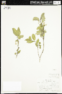Lonicera canadensis image