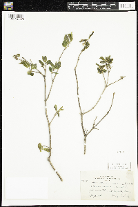 Lonicera canadensis image