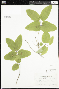 Lonicera canadensis image