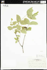 Lonicera canadensis image