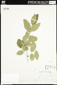 Lonicera canadensis image