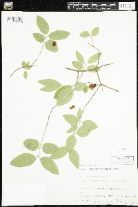 Lonicera canadensis image