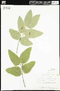 Lonicera canadensis image