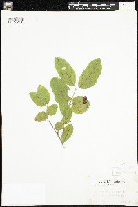 Lonicera canadensis image