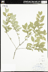 Lonicera canadensis image