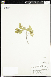 Lonicera canadensis image