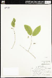 Lonicera canadensis image
