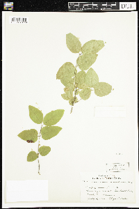 Lonicera canadensis image