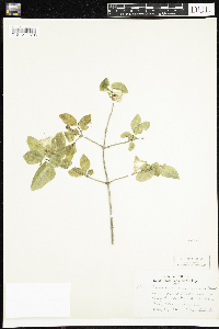 Lonicera canadensis image
