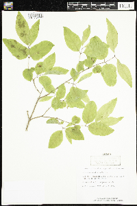 Lonicera canadensis image