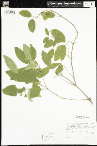 Lonicera canadensis image