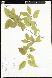 Lonicera canadensis image