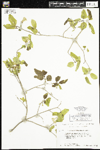 Lonicera canadensis image