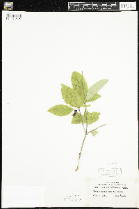 Lonicera canadensis image