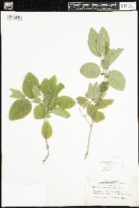 Lonicera canadensis image
