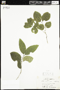 Lonicera canadensis image