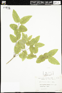 Lonicera canadensis image