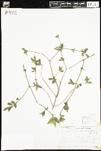 Lonicera canadensis image