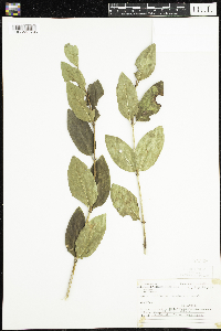 Lonicera canadensis image