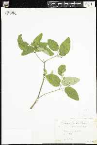Lonicera canadensis image