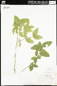 Lonicera canadensis image