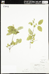 Lonicera canadensis image