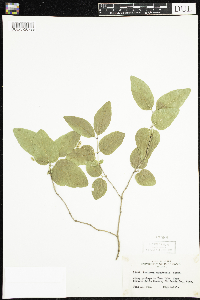 Lonicera canadensis image
