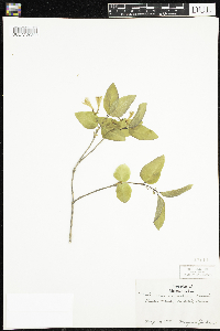 Lonicera canadensis image