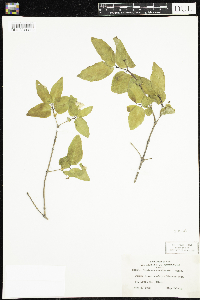 Lonicera canadensis image