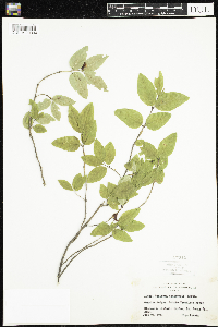 Lonicera canadensis image