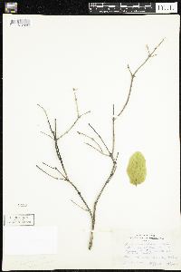 Lonicera canadensis image