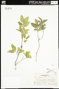 Lonicera canadensis image