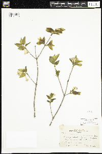 Lonicera canadensis image