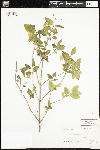 Lonicera canadensis image