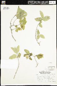 Lonicera canadensis image